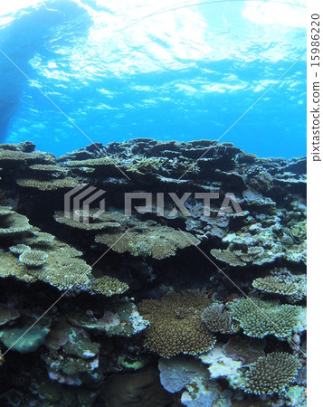 Various corals of Okinawa · Iriomote Island Various corals of Okinawa · Iriomote Island 15986220
