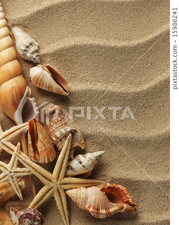 Sea shell on sand 15986241