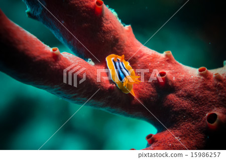 Pyjama chromodoris on red sponge Pyjama chromodoris on red sponge 15986257