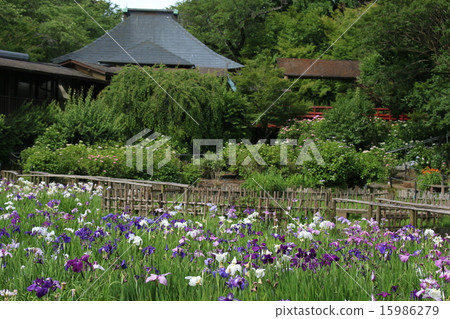Iris garden 15986279