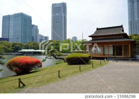 Hamarikyu·恢復了茶館 15986296