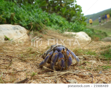 Okajyadokari of the South Island (Chichijima) 15986489
