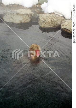 猴子進入溫泉（露天浴池圖像） 15986500