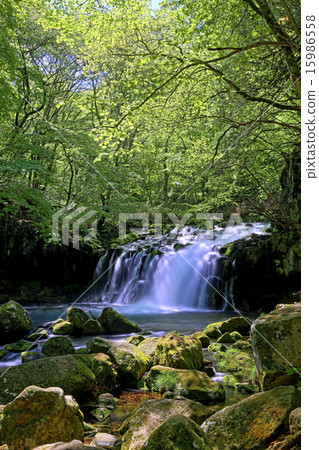 Fresh green Tateshina Otaki Fresh green Tateshina Otaki 15986558