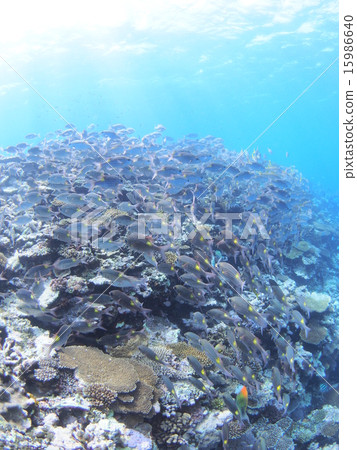 沖繩西表島的一群珊瑚礁和鋸齒死亡 沖繩西表島的一群珊瑚礁和鋸齒死亡 15986640