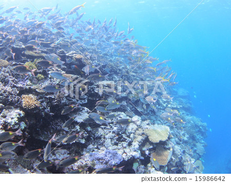 沖繩西表島的一群珊瑚礁和鋸齒死亡 沖繩西表島的一群珊瑚礁和鋸齒死亡 15986642