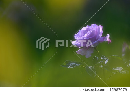 Beautiful Purple Rose Beautiful Purple Rose 15987079