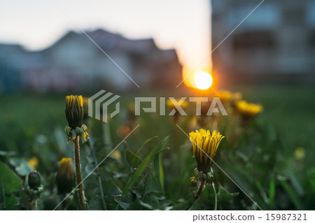 Dandelion at sunset 15987321