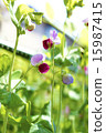 豌豆花 15987415
