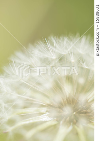 Dandelion Dandelion 15988031