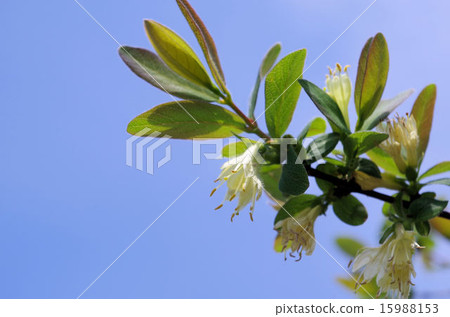 Flower of a Husk Cup 15988153