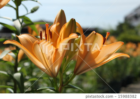 Lily Lily 15988382