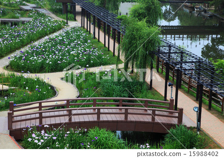 茨城縣Suido Suido Ayame Festival 15988402