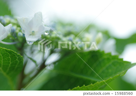 Hydrangea Hydrangea 15988560