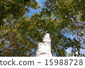 白樺樹 15988728