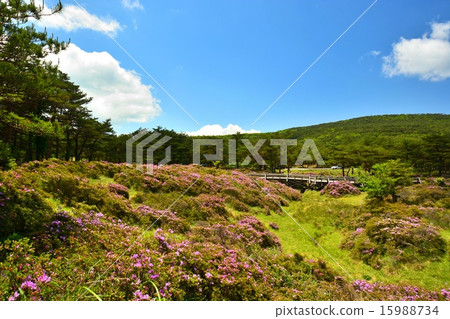 Miyama Kirishima Blooming Kirishima Mountain Range Ebino Kogen Highlight 15988734