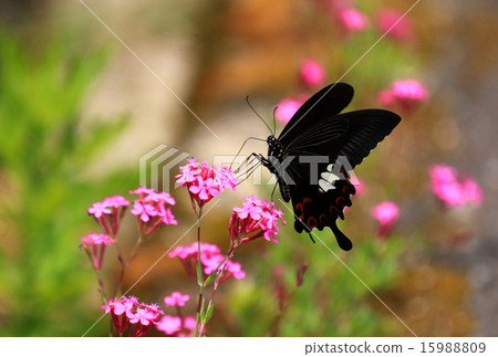 克羅地亞japonica-2015-2 克羅地亞japonica-2015-2 15988809