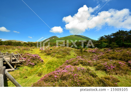 Miyama Kirishima blooms the Kirishima mountain range Ebino Highland Azaigaoka and Korean mountain (Kaku mountain) Miyama Kirishima blooms the Kirishima mountain range Ebino Highland Azaigaoka and Korean mountain (Kaku mountain) 15989105