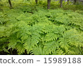 A group of ferns 15989188