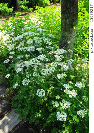 May Mayflower · Seri 08 Keio Floral Garden Angers May Mayflower · Seri 08 Keio Floral Garden Angers 15989217