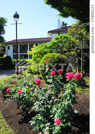 五月花玫瑰/玫瑰家庭567山公園，你可以看到山公園 15989221