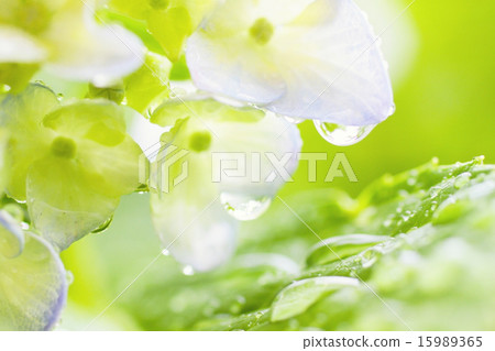 雨繡球花 15989365