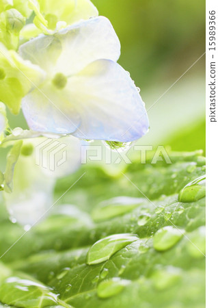 雨繡球花 15989366