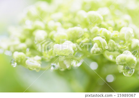 雨繡球花 雨繡球花 15989367