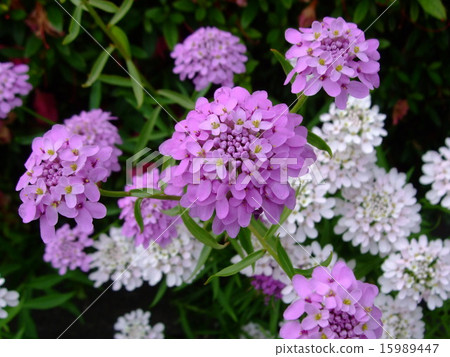 Almeria Hamakanzasashi Almeria Hamakanzasashi 15989447