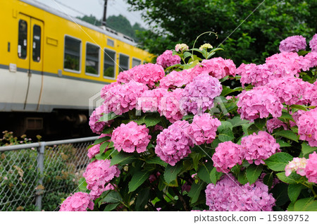 Hydrangea and local line Hydrangea and local line 15989752