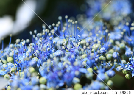  Gaku hydrangea 15989896