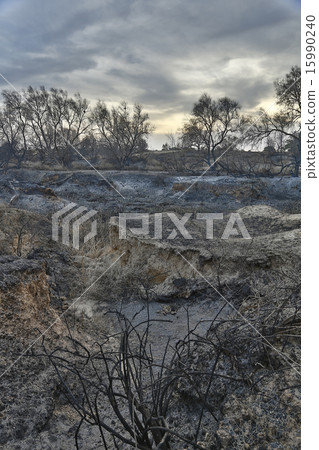 land with trees after fire 15990240