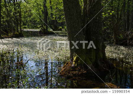 Blossom water-crowfoot 15990354