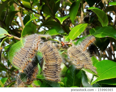 Tea venom moth 15990365