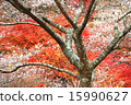 Obara's four seasons cherry blossoms with autumn leaves in the background 15990627