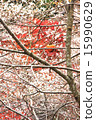Autumn Ohara's four seasons cherry blossoms with persimmons and autumn leaves in the background 15990629