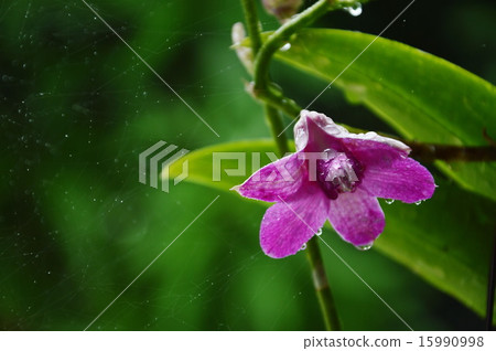 Dendrobium Orchid Dendrobium Orchid 15990998