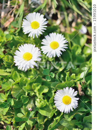 Wildflower Wildflower 15991010