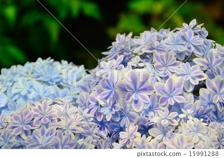 繡球花萬花筒（島根縣的繡球花） 15991288