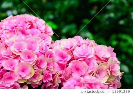 Hydrangea chikushi ruby (hydrangea from Fukuoka prefecture) 15991289