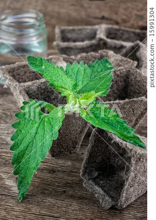 Melissa officinalis herb on wooden table top Melissa officinalis herb on wooden table top 15991304