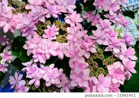 繡球花派對 15991451