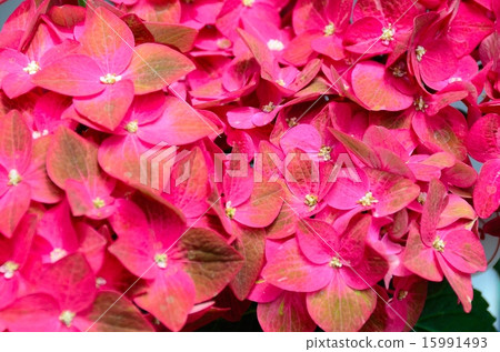 Hydrangea / Shadow Hydrangea / Shadow 15991493