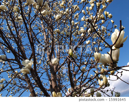 Haku Mokren Haku Mokren 15991645