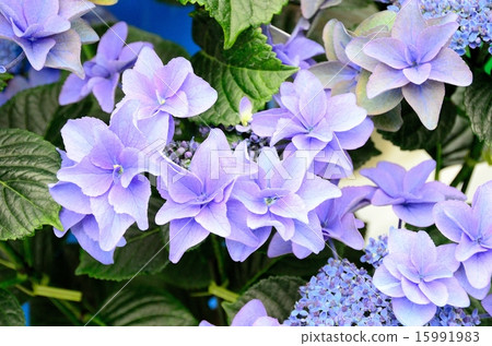 Hydrangea Posei Bouquet Mimi (Hydrangea from Gunma Prefecture) 15991983