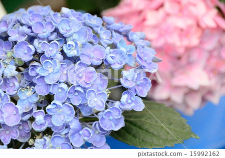 Hydrangea popcorn (hydrangea from Tochigi Prefecture) 15992162