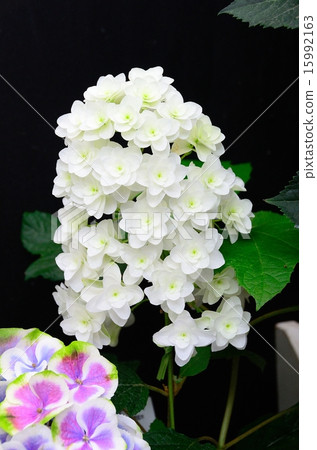 繡球花kaciva繡球花 15992163