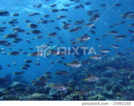 In the fish school 15992188