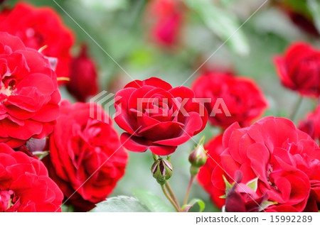 巴拉拉瓦格魯特 15992289