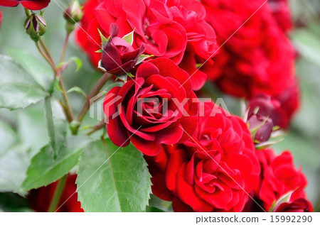 Ballarava Groot 15992290